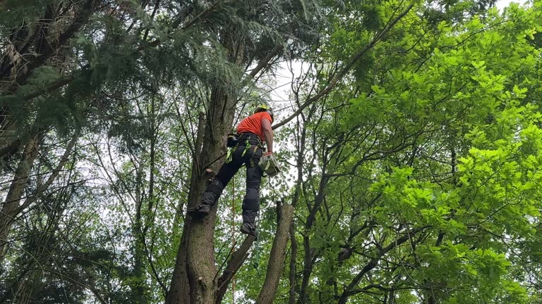 Best Utility Line Clearance  in Keewatin, MN